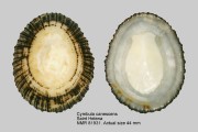 Cymbula canescens